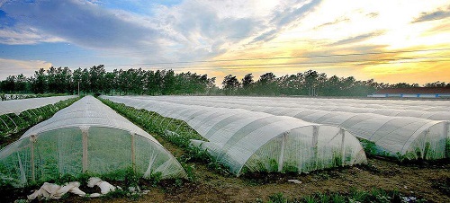 沒出倉庫就發(fā)黃，塑料吹膜如何選擇熒光增白劑？